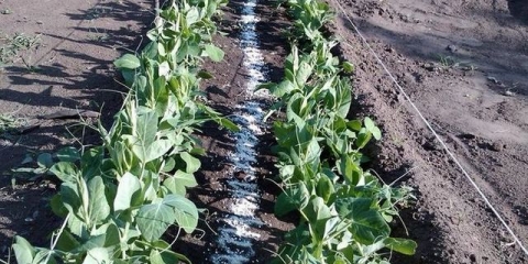 Kako klijati grašak za sadnju